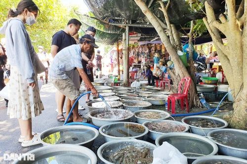 Du lịch hồi sinh, xe ôm, người bán giải khát ở Cù Lao Chàm thở phào