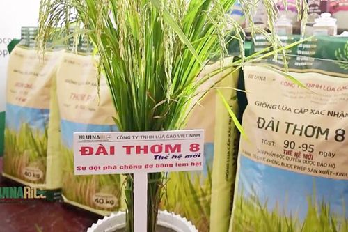 Đồng Tháp liên kết với doanh nghiệp sản xuất giống lúa Đài thơm 8 thế hệ mới