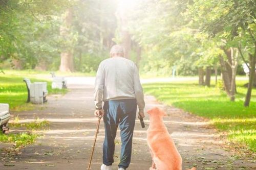 Cảm động chú chó qua đời sau khi tuyệt thực hai ngày vì nhớ chủ