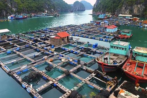 Phấn đấu đến năm 2030, giá trị xuất khẩu thủy sản đạt 12 tỷ USD/năm