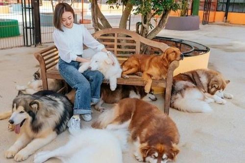 Hơn 100 con chó ở trang trại bị cháy ở Đà Lạt bình an vô sự