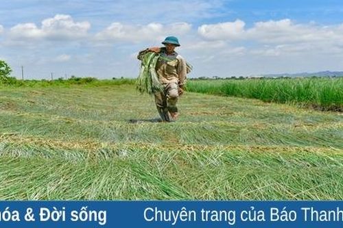 Nga Sơn mùa thu hoạch cói