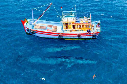 Tour ngắm cá voi tự phát tràn lan trên biển Đề Gi