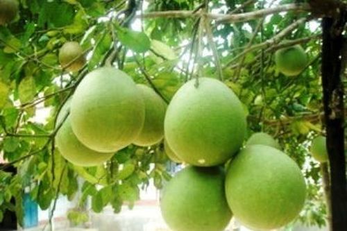 Mục sở thị dân cố đô Huế bán buôn sản vật tiến vua lúc nửa đêm