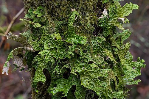 Lần đầu công bố quá trình tiến hóa của tảo xanh Lobaria