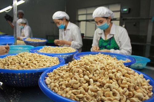 Quy định mới về kiểm soát an toàn thực phẩm gây khó doanh nghiệp xuất khẩu điều