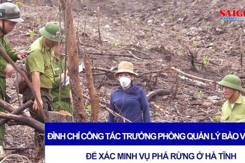 Đình chỉ công tác trưởng phòng quản lý bảo vệ rừng để xác minh vụ phá rừng ở Hà Tĩnh