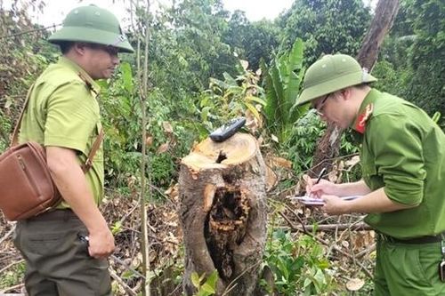 Tạm đình chỉ công tác Trưởng phòng Quản lý bảo vệ rừng Kẻ Gỗ