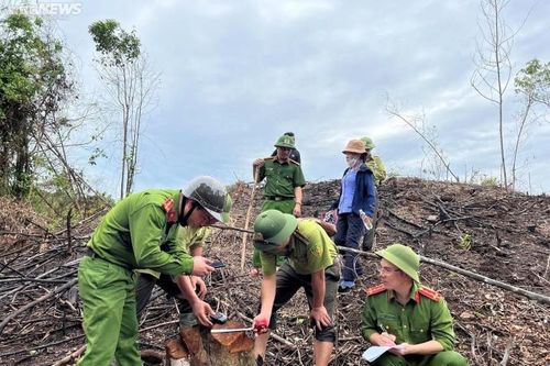 Hà Tĩnh: Tạm đình chỉ công tác cán bộ thuê người chặt phá rừng