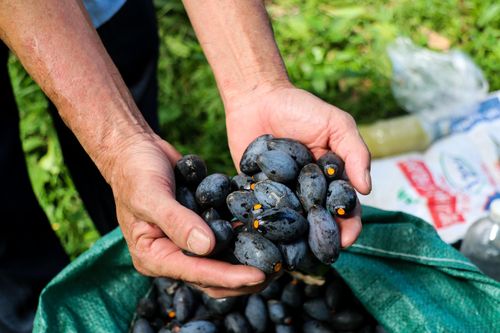 'Thủ phủ' trám đen Hà Tĩnh vào mùa thu hoạch