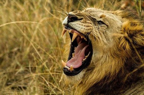 Vượt rào trong sở thú, người đàn ông bị sư tử cắn chết