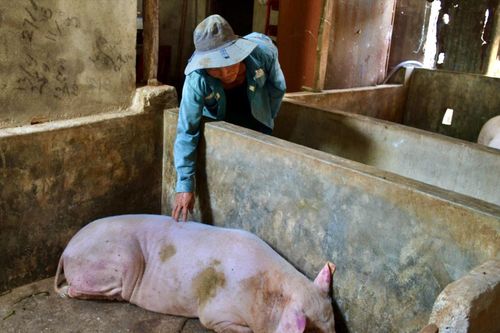 Lợn chết hàng loạt sau khi tiêm vắc xin