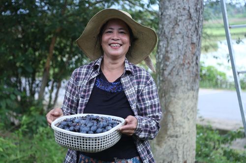 Đổ xô đi hái thuê đặc sản trám đen, bỏ túi tiền triệu mỗi ngày