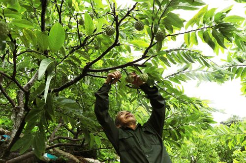 Đặc sản na Chi Lăng của Lạng Sơn vào mùa thu hoạch