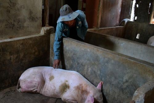 Quảng Ngãi: Heo chết hàng loạt sau khi tiêm vắc-xin phòng dịch tả heo châu Phi