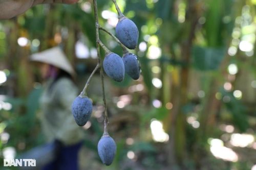 Thương lái tranh mua thứ quả gợi nhớ hương vị những ngày nghèo khó
