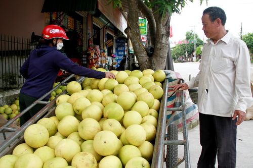 Đặc sản bưởi Phúc Trạch xuống phố, người trồng thành triệu phú