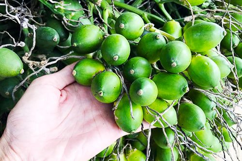 Quảng Ngãi: Giá cau tăng mang lại thu nhập khá cho người dân