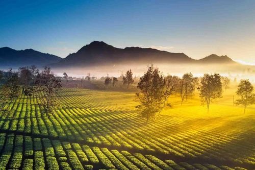 Bãng lãng sắc thu Tây Nguyên