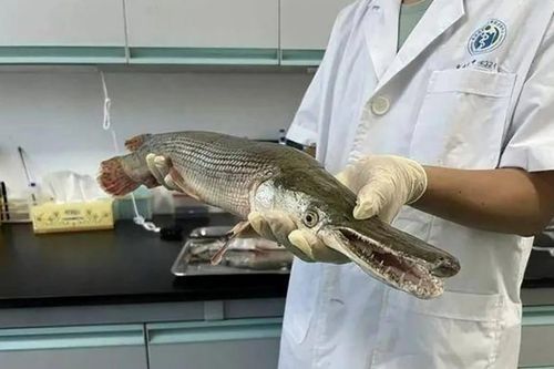 Trung Quốc tát hồ truy lùng 'cá quái vật'