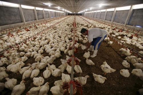 Malaysia nới lỏng lệnh cấm xuất khẩu thịt gà từ tháng 10