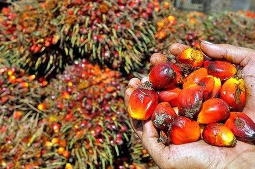Indonesia gia hạn miễn thuế xuất khẩu dầu cọ đến hết tháng 10