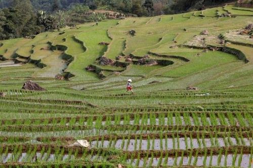 Bangladesh nhập khẩu gạo từ Việt Nam và Ấn Độ để bổ sung dự trữ