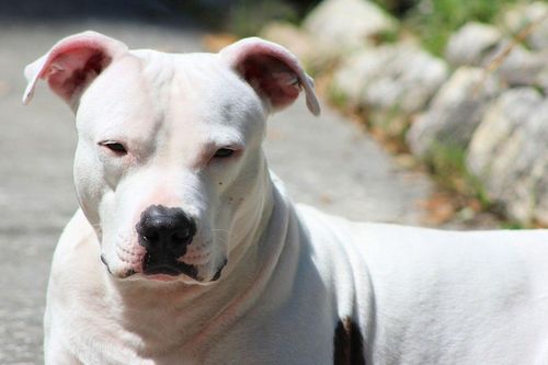Cụ bà bị chó Pitbull cắn tử vong