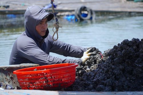Ngâm mình dưới sông bắt vẹm đen, ngư dân kiếm tiền triệu mỗi ngày