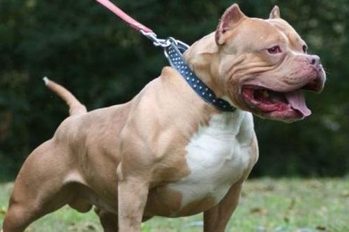 Nữ chủ nhà bị chó Pitbull cắn chết