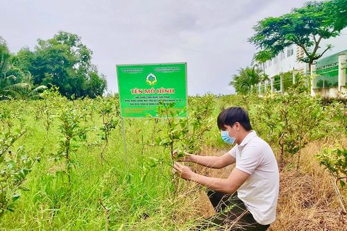 Phát triển vườn mai vàng ứng dụng công nghệ