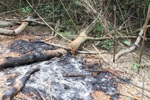 Bắc Giang: Xảy ra phá rừng hàng loạt, trạm trưởng kiểm lâm bị đề xuất kỷ luật