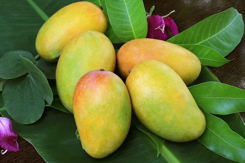 Xuất khẩu xoài sang Trung Quốc, doanh nghiệp cần 'đánh đúng' thị trường trọng điểm