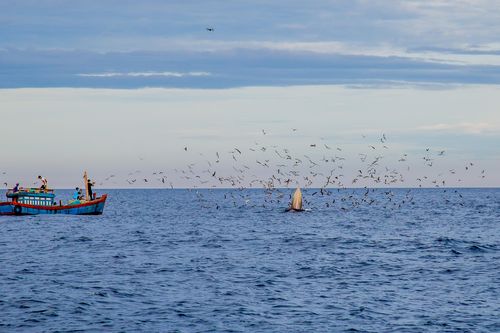 Giám đốc Sở Du lịch: Tour ngắm cá voi sẽ kích cầu du lịch ở Bình Định