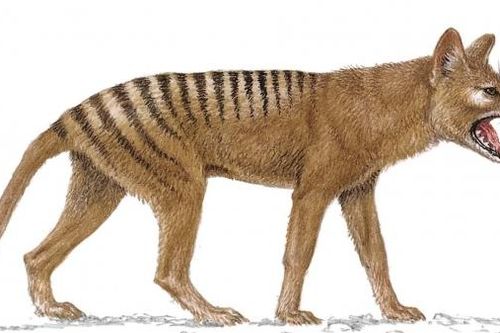 Loài hổ Tasmania hồi sinh?