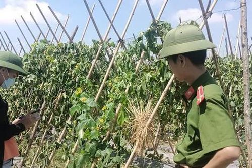 Ruộng bí xanh đang kỳ thu hoạch bất ngờ bị kẻ xấu cắt gốc, chặt quả
