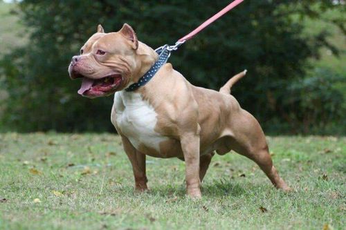 Tiêu hủy chó pitbull cắn chết nữ chủ nhà ở Thanh Hóa