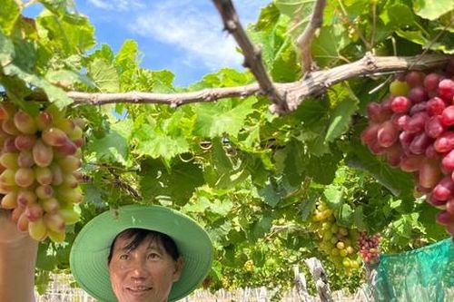 Độc đáo những vườn 'nho ba màu' ở Ninh Thuận
