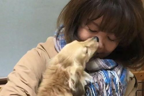 Nghiên cứu mới: Loài chó biết rơi lệ khi biểu thị cảm xúc, đặc biệt lúc gặp lại chủ