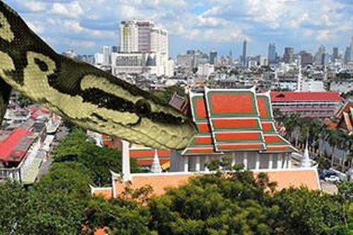 Rắn xuất hiện khắp phố, cửa hàng ở Bangkok, Thái Lan ra khuyến cáo với du khách