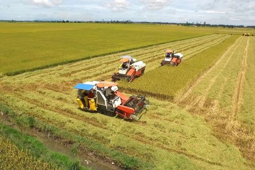 Sóc Trăng gỡ khó cho nông dân
