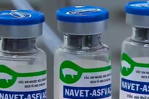Hơn 700 con lợn chết sau tiêm vaccine tả lợn châu Phi, Bộ NN&PTNT nói gì?