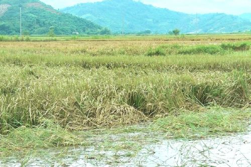 Đắk Lắk: Sau lũ lớn, hàng trăm hộ nông dân huyện Lắk trắng tay