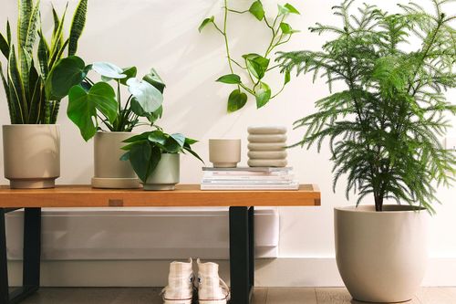 Bạn không phải người duy nhất nói chuyện với cây cối