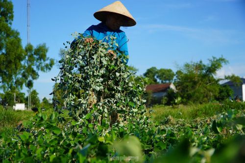 Nhộn nhịp vào mùa thu hoạch cây dược liệu ở Hà Tĩnh