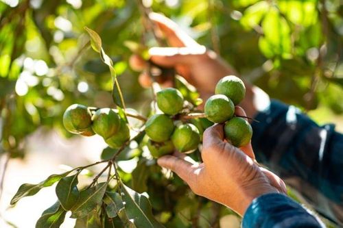 HTX mắc ca và kỳ vọng thoát đói nghèo ở Điện Biên
