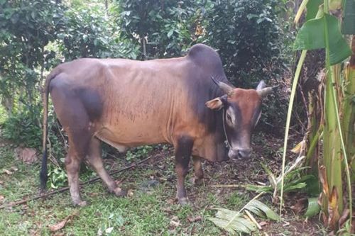 Bò nhà húc tử vong bà lão