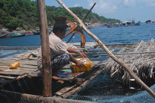 Cá bớp nuôi lồng bè chết kéo dài, người dân đảo Hòn Chuối 'đứng ngồi không yên'