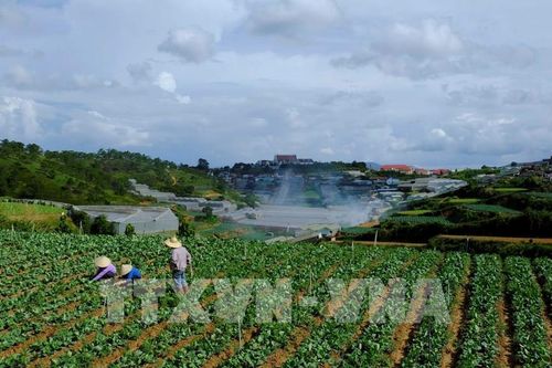 Giá nhiều loại rau Đà Lạt tăng cao sau mưa ngập