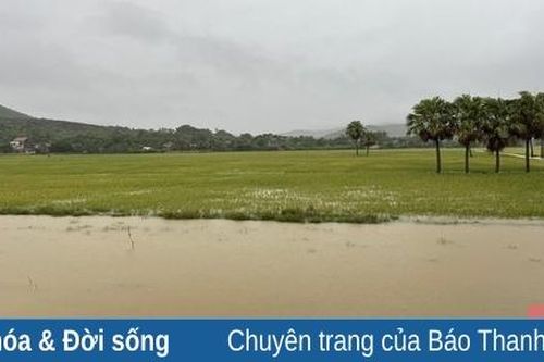 Nông Cống: Nhiều diện tích lúa vụ thu mùa bị ngập úng do mưa lớn